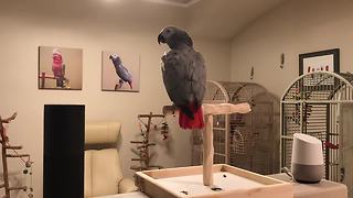 Parrot Asks Google Home A Question And Gets A Clear Answer
