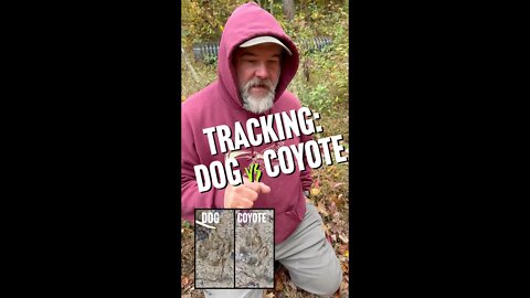 Dog vs Coyote Track #shorts #training #tracking #dog #coyote