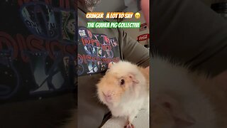 Cringer A Lot To Say😁 The Guinea Pig Collective #guineapigshorts #guineapigs #channel #shorts