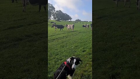 Mylo right next to the cows