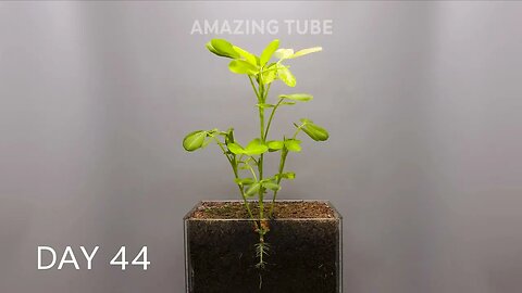 Full - 90 Days Growing Peanut Plant - Time Lapse - Seed to Peanuts