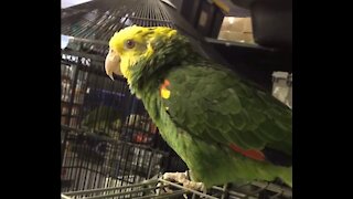 His majesty parrot greets his viewers!
