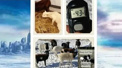 Blizzard and Pastured Sheep! Ozarks Homesteading.