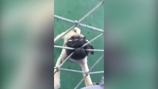 Funny Pug Dog Tries To Bite Through A Net