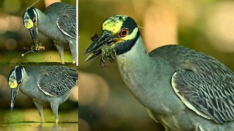 Yellow-crowned night heron: Big head and fat body, this time the food is very healthy!