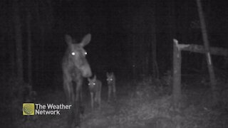 Mama moose and her babies wandering through the woods at night