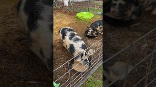 Farm Besties🐷🐓☀️ #farmanimals #pigs #kunekune #chickens #homestead #fy #fyp #happy #smallfarm