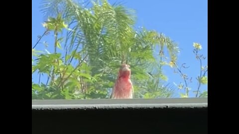 Bird Attacks Devin Nunes' Window