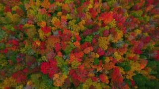 Hösten skapar ett färgstarkt landskap
