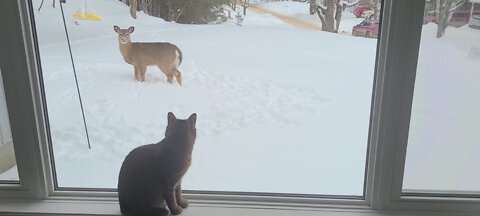 Deer notices cat watching him