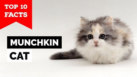 Munchkin Cats, Breed & Personality.