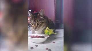 A Bird And A Cat Share A Meal Together