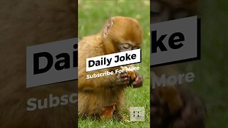 Fun Daily Joke 🤣😁🤣 #MonkeyBusiness #PunIntended #AnimalJokes #Comedy #WildlifeHumor #MonkeyTales