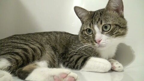 Cat Relaxes in the Bath Tub