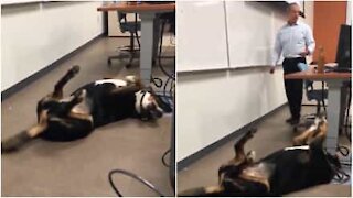 Lærer tager hund med til eksamen for at berolige elever