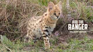 Serval Kittens At A Den | Maasai Mara Safari | Zebra Plains