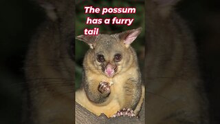 What's The Difference Between Opossums and Possums? #Shorts 🍄