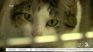 Fremont to end contract with controversial animal shelter