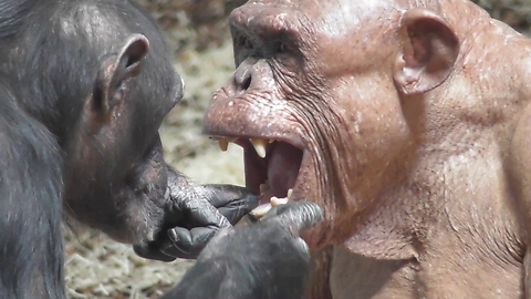 Hairless Chimpanzee Gets Thorough Dental Check From Friend