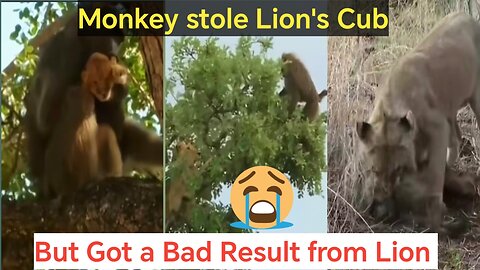 A Monkey Stole Lion's Cub