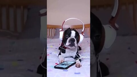 Cachorro ouvindo música