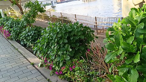 Overlooking Sumida River