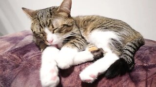 Cat Grooms Himself on a Pillow