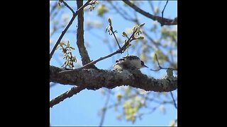 Woodpecker