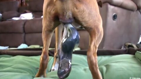 Amazing Dog Gives Birth While Standing!