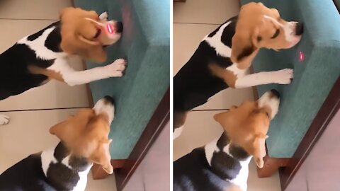 Beagles hilariously chase laser dot just like a bunch of cats