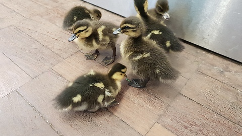 Six Little Ducklings Come Rushing When They’re Being Called