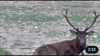 Rescuing A Deer From A Well