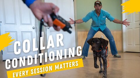 How To Know When You Need To Adapt During Your Dogs Training Session