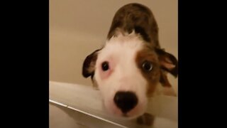 Coco Takes a Bath #2
