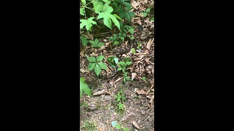 My Dog Spotted this Copperhead on Our Walk