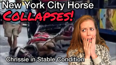 NYC Carriage Horse Collapses Due To Heat Stroke & Is Attacked By Handler - Chrissie Mayr Reacts!