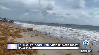 Rehabilitated sea turtle released at Juno Beach