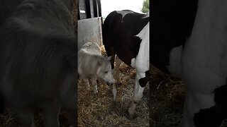 Friends Really#horse#shetlans#pony#stable