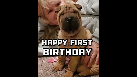 It's Been a good first year with Elly Mae the #Sharpei. #sharpeidog #chinesesharpei #sharpeipuppy