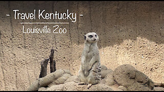 Travel Kentucky - Trip to Louisville Zoo