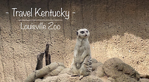 Travel Kentucky - Trip to Louisville Zoo