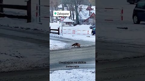 more STRANGE Phenomena of Animals Walking in Circles ~ a Fox in Poland Bizarre Behavior in Animals