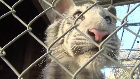 Neglected 5-month-old tiger cub rescued