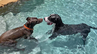 Happy Great Dane Enjoys 1st Swim With Pointer Dog Friend