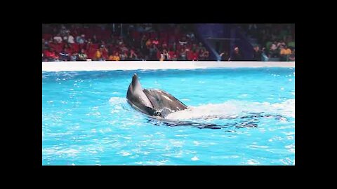 Best of Dubai Dolphin show at Dubai Dolphinarium