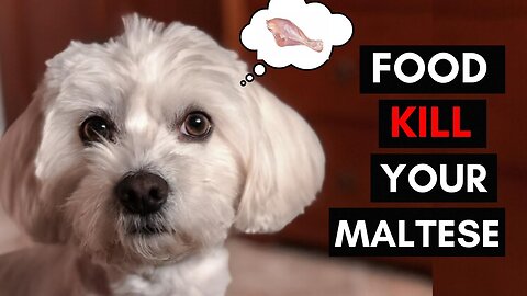 Keeping Your Maltese Safe: 12 Foods They Should Never Eat 🚫🐾