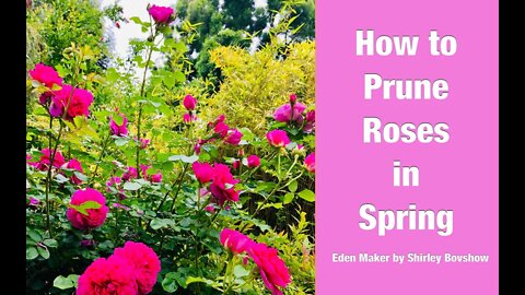 ROSE GARDENING TIPS: HOW TO PRUNE ROSES IN SPRING 🌹(GROW TONS of ROSES ) 🌹 Shirley Bovshow