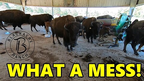 Ep. 288 - Did Bison Destroy the Ranch?