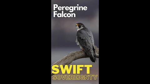 "Swift Sovereignty: The Peregrine Falcon, Nature's High-Speed Hunter"