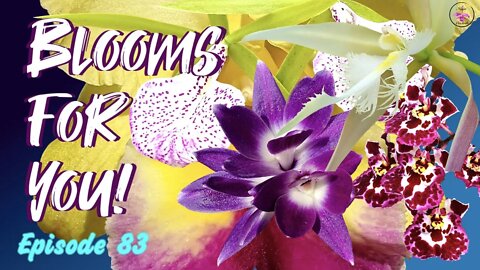 Orchid Updates | Orchid Bloom Dedications | Orchid Blooms for YOU! Episode 83 🌸🌺🌼#OrchidsinBloom
